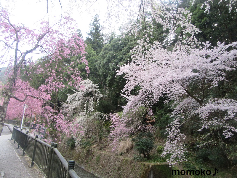 久遠寺の枝垂れ桜　川沿い
