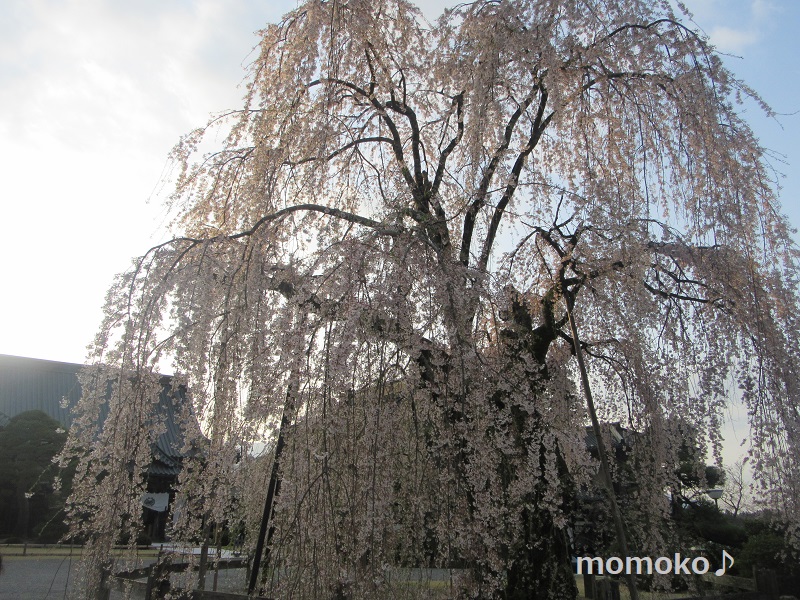 久遠寺の枝垂れ桜