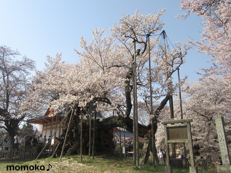 神代桜祭りの様子