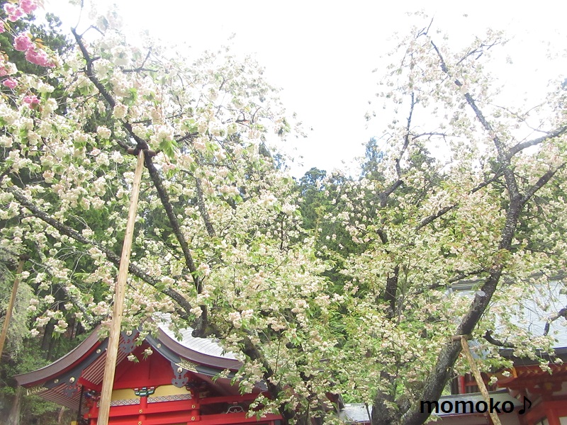 金桜神社のウコン桜